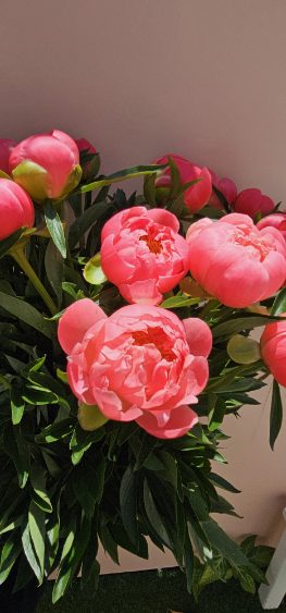 Pretty Peonies