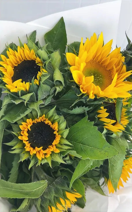 Sunflower Farmers Bunch