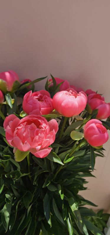 Pretty Peonies